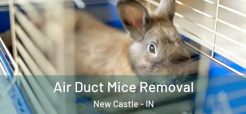 Air Duct Mice Removal New Castle - IN